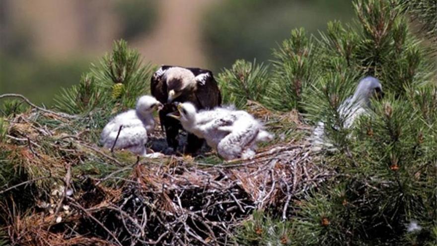 Evolución favorable de las poblaciones 
de águila imperial y buitre negro