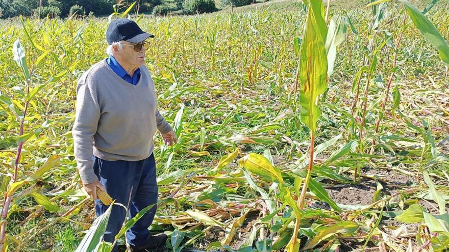 En 260 concellos se podrá abatir jabalíes sin límite hasta febrero