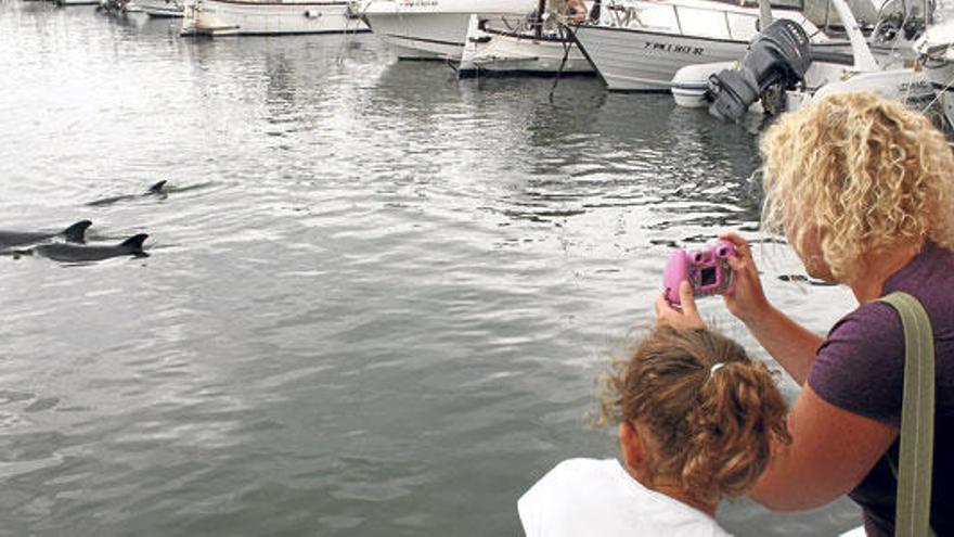 Dos turistas toman imágenes de los tres delfines, ayer en el puerto de Alcúdia.