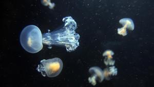 icoy13593747 medusas meduses160705171850