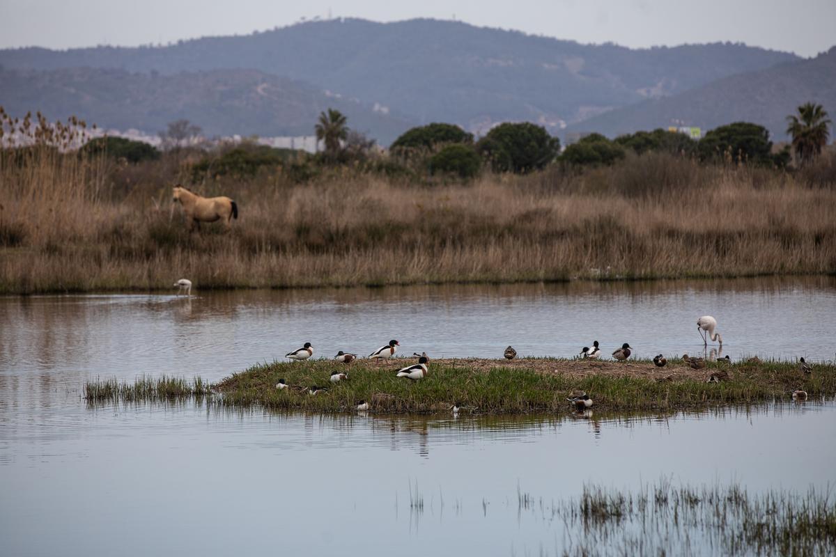 La sequera amenaça les zones humides de Catalunya, claus en la lluita climàtica