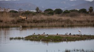 La sequera amenaça les zones humides de Catalunya, claus en la lluita climàtica