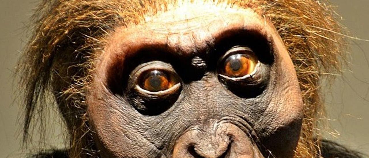 El eslabón perdido entre primates y humanos