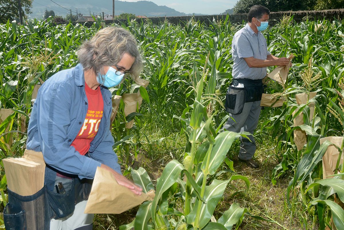 La investigadora Ana Butrón y el investigador Pedro Revilla en la finca experimental de maíz