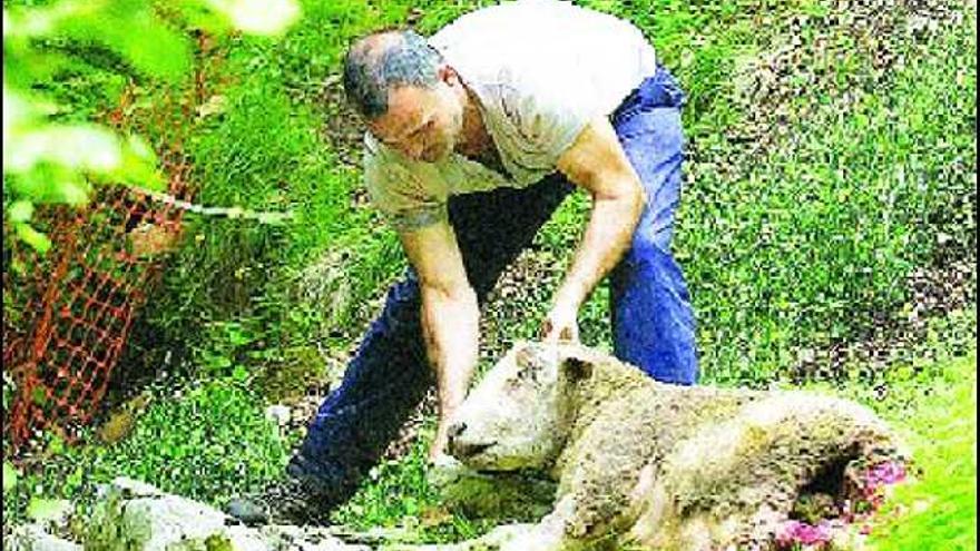 Un ganadero de Loredo muestra una oveja muerta tras el ataque de los lobos.