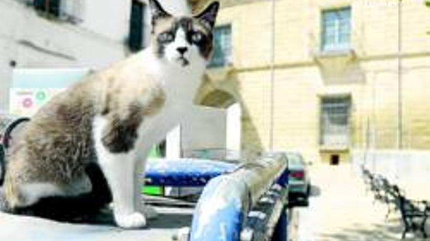 El Ayuntamiento impulsa un plan para controlar la superpoblación de gatos