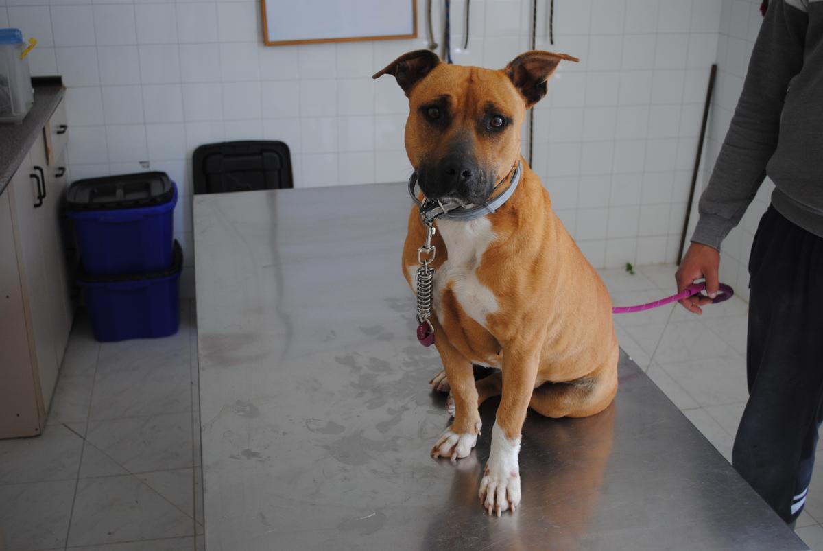 Aria, una de las perras en adopción.