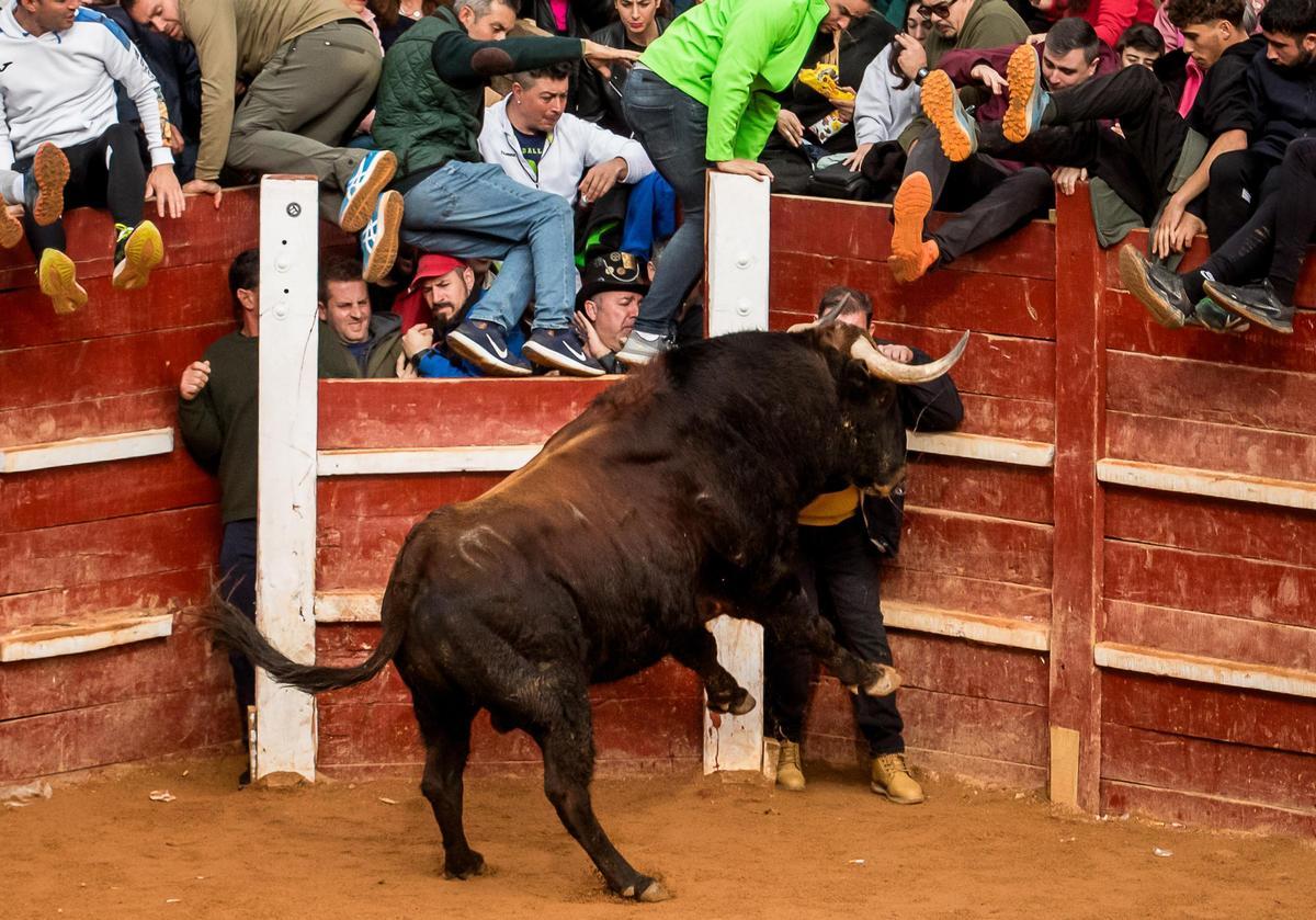 GALERÍA: El martes de Carnaval del Toro en Ciudad Rodrigo se salda con siete intervenciones sanitarias GALERÍA: El martes de Carnaval del Toro en Ciudad Rodrigo se salda con siete intervenciones sanitarias