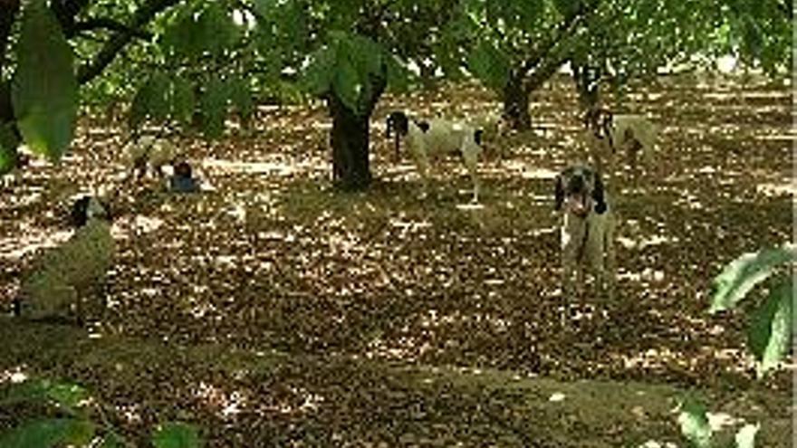 Los canes atados a los naranjos.