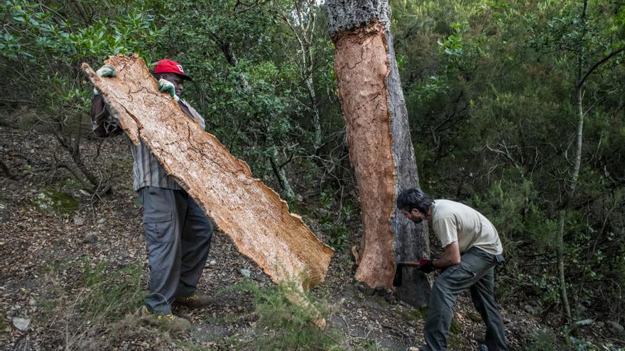 El suro, la pell més preuada dels boscos de l&#039;Albera