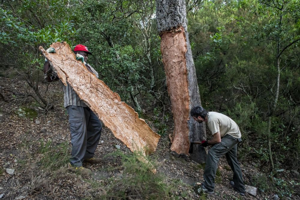 El suro, la pell més preuada del bosc de l''Albera