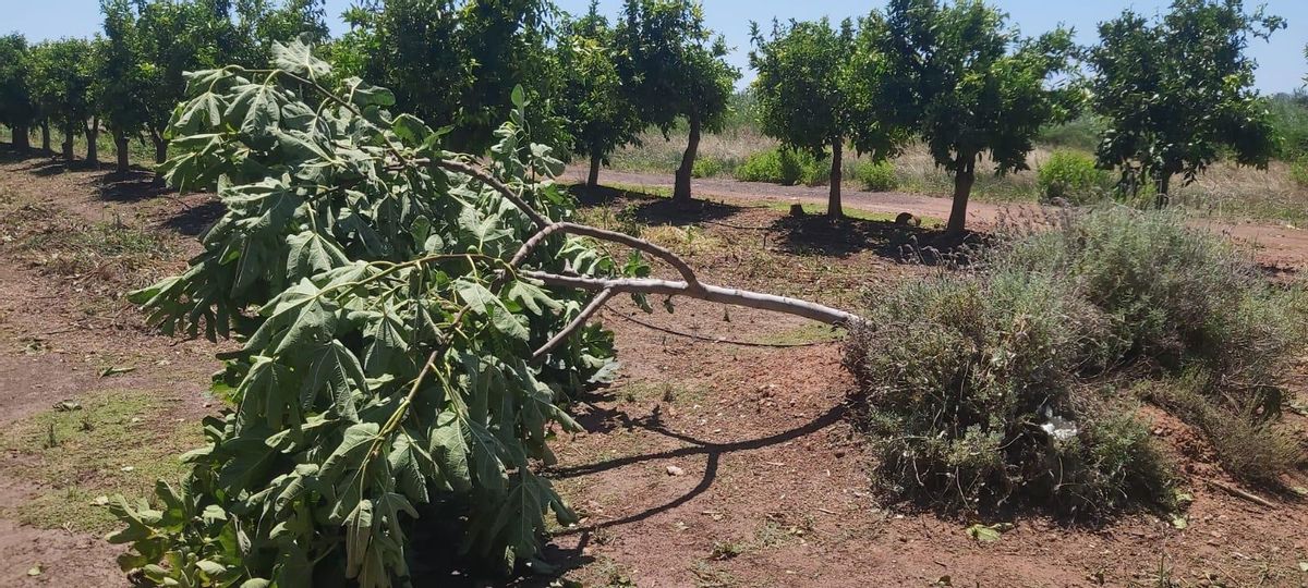 Arboles arrancados por la tormenta.