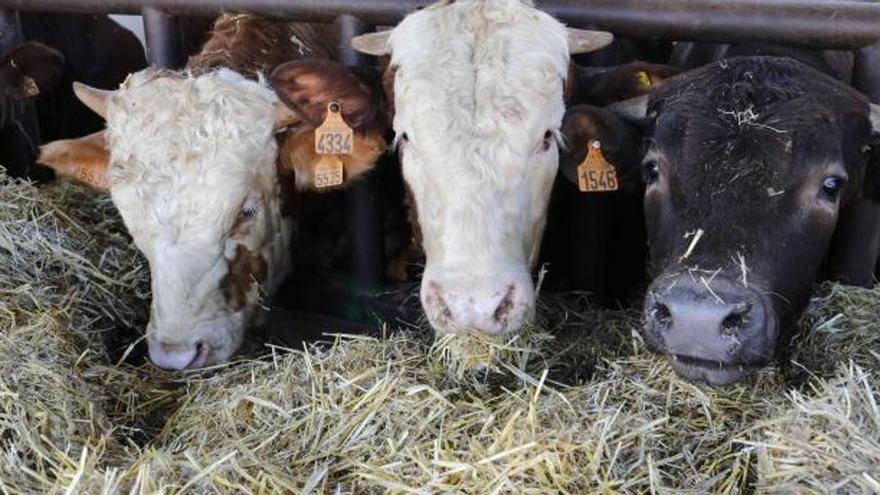 Detectan los primeros casos de &quot;covid de las vacas&quot; en ganaderías de bovino en Castellón