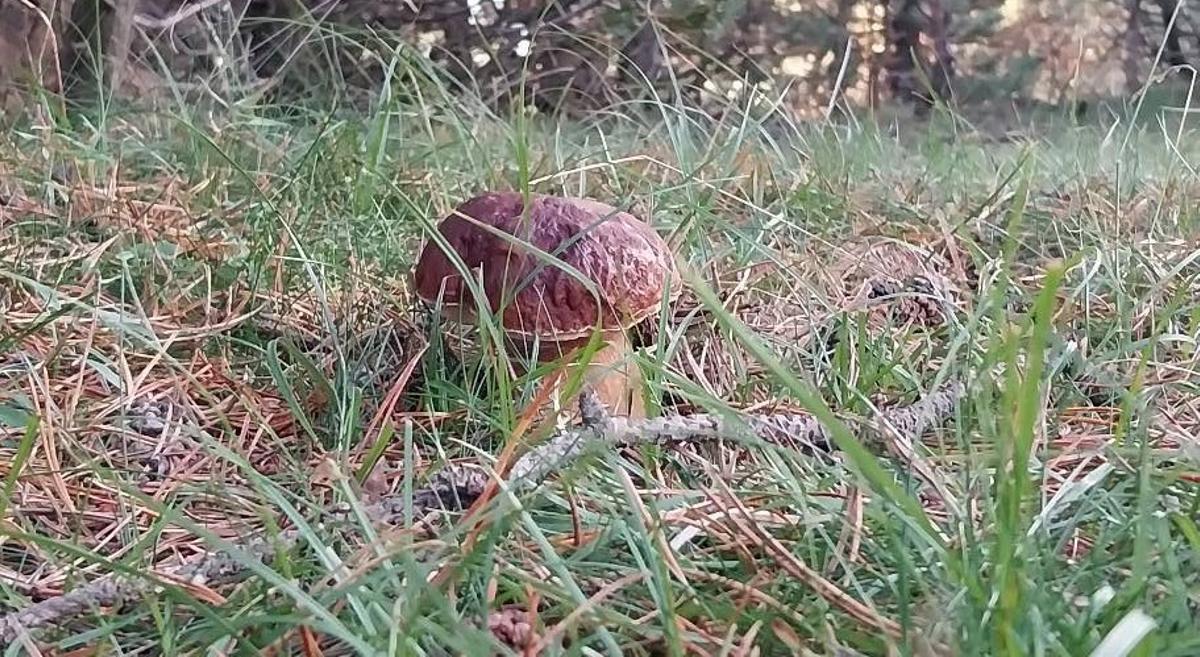 Un cep abans de ser collit a la Cerdanya aquesta setmana
