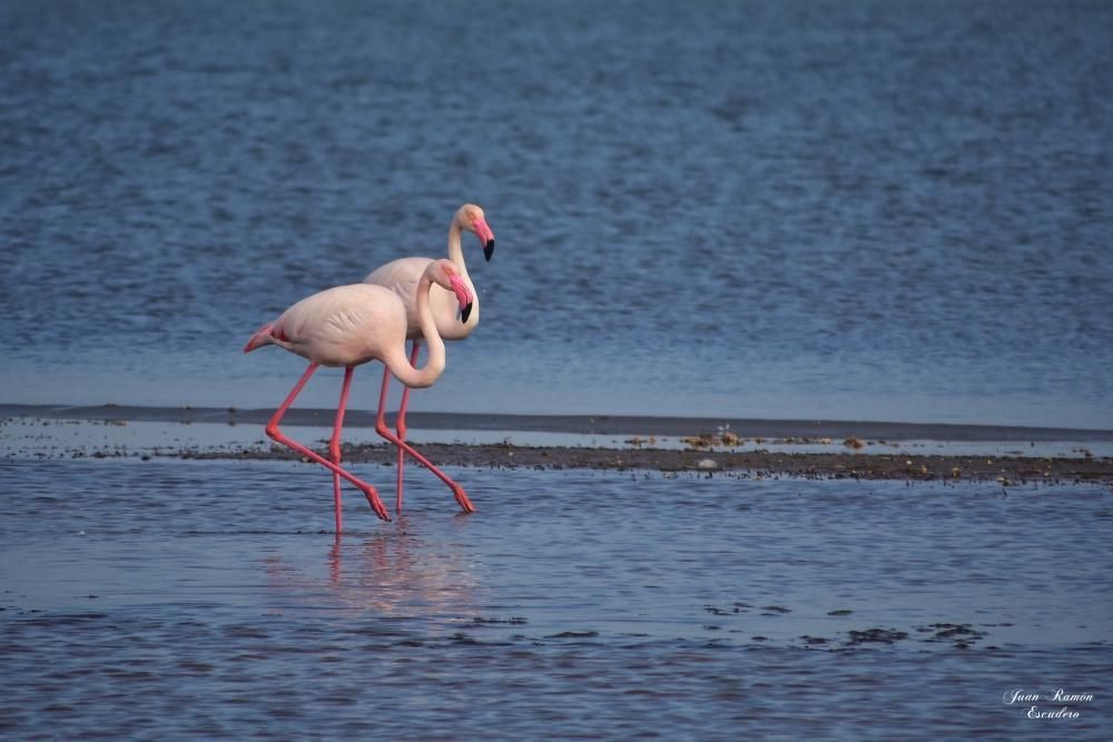 Flamencos en el Mar Menor