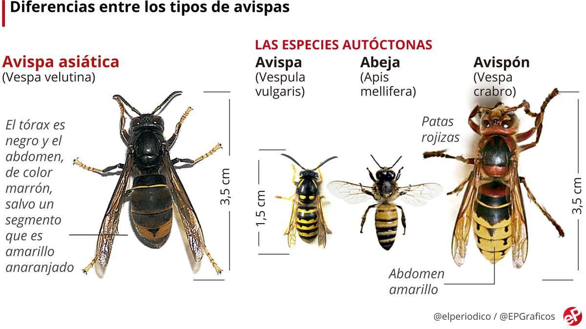 Cuál es la diferencia entre avispa y abeja