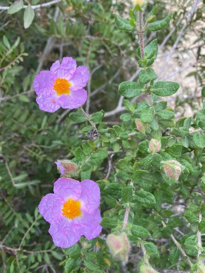 Descubren en Cabrera una planta en peligro crítico de extinción y jamás vista antes en Baleares