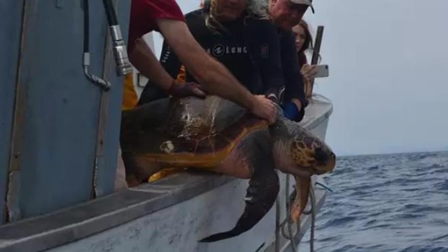 Liberan en aguas de Cartagena a una enorme tortuga boba atrapada en la almadraba de La Azohía