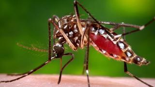 Salud Pública llama  a la calma ante la presencia de 'Aedes aegypti' en la Isla