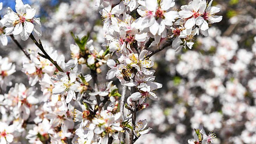 Los mejores almendros del siglo