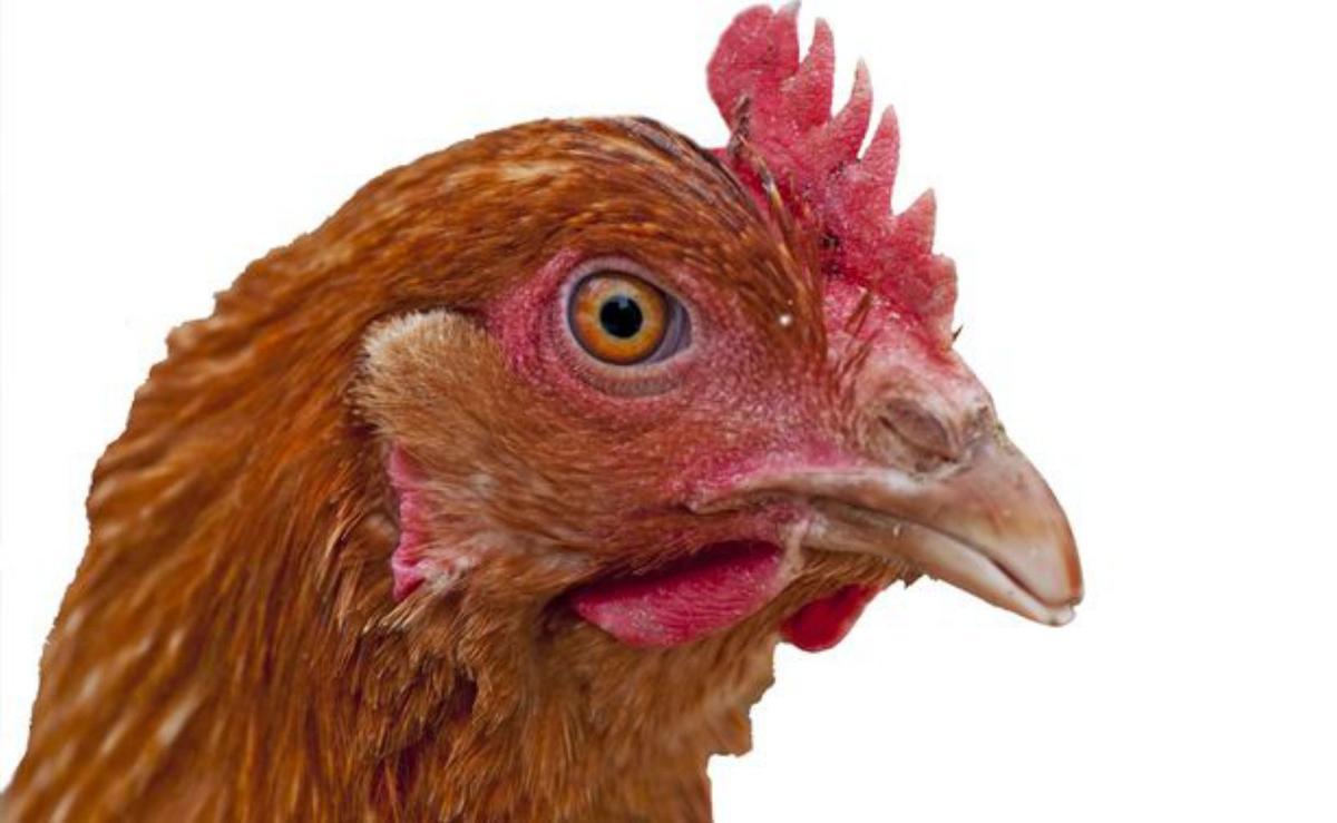¿Porc o gallina? ¿Porc o gallina?