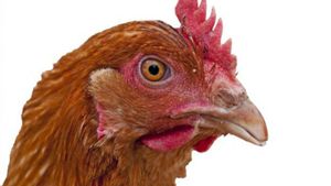¿Porc  o gallina?