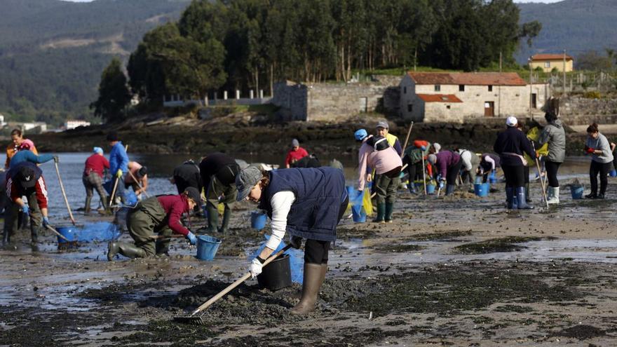 La cría de almeja sembrada en la ría tardará al menos 9 meses en estar lista para venta