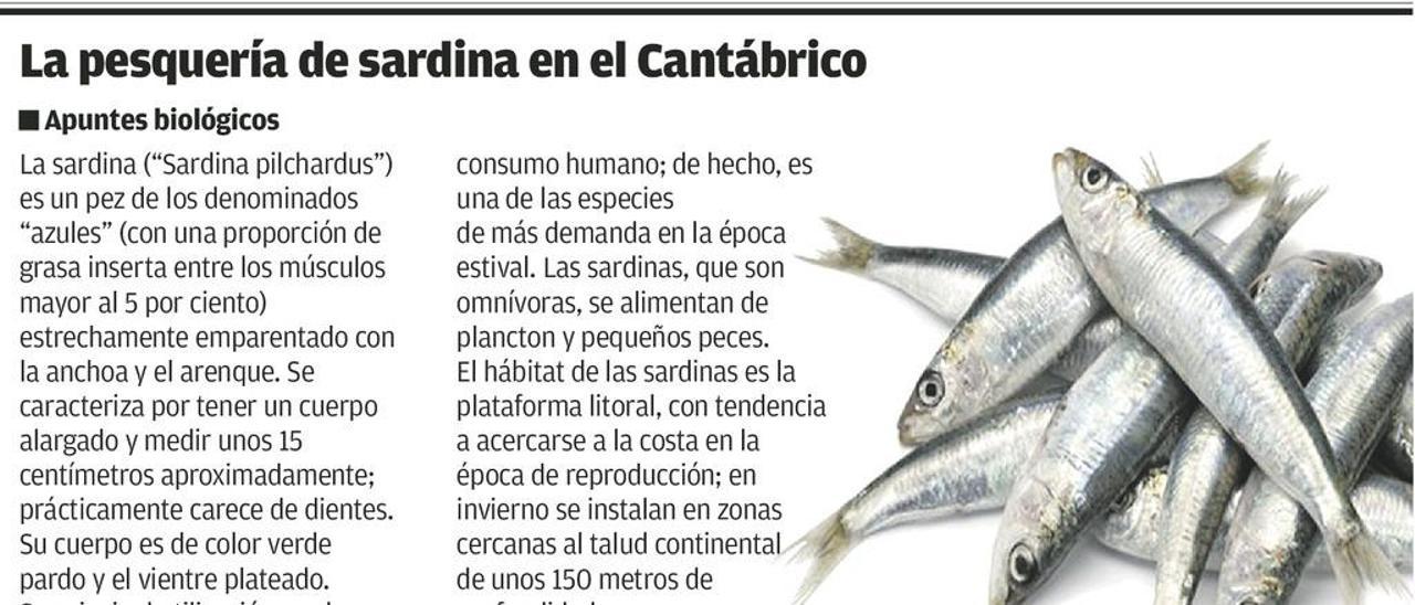 El avistamiento de sardinas en la costa asturiana anima el inicio de la campaña