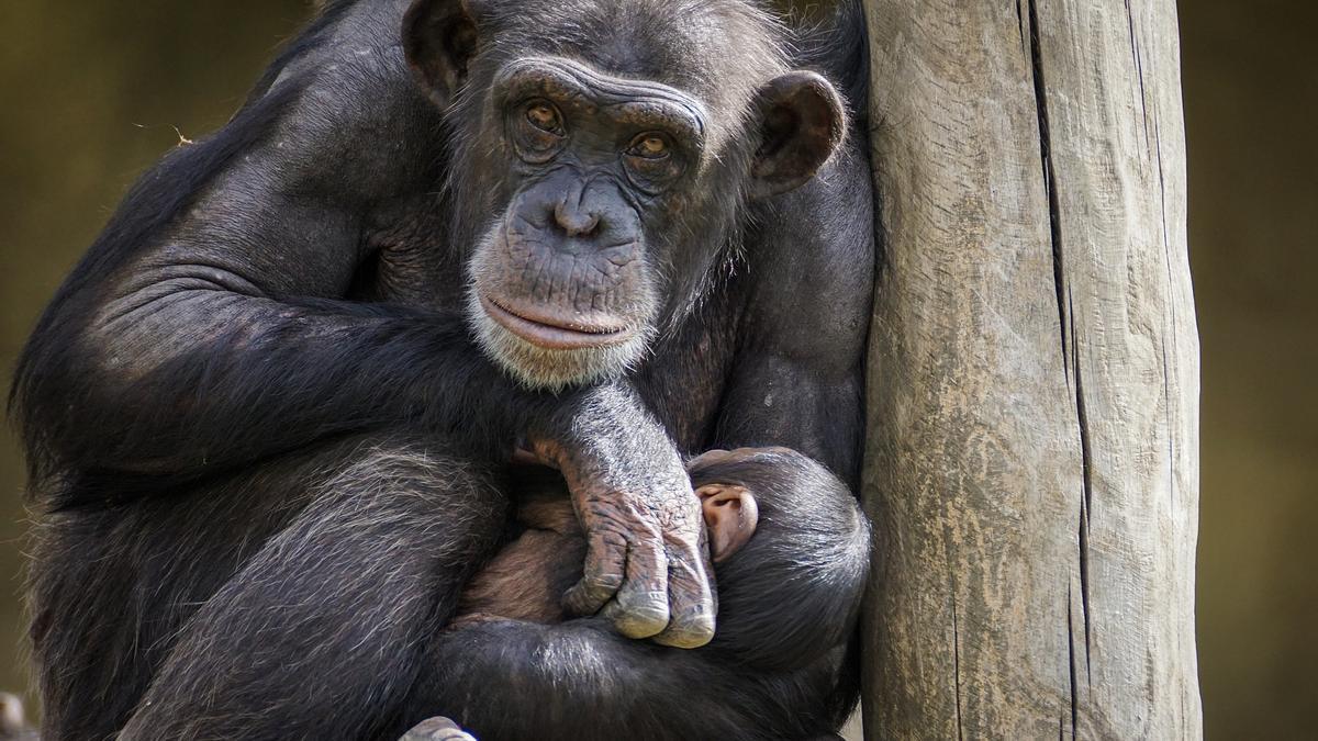 Ejemplar de chimpancé