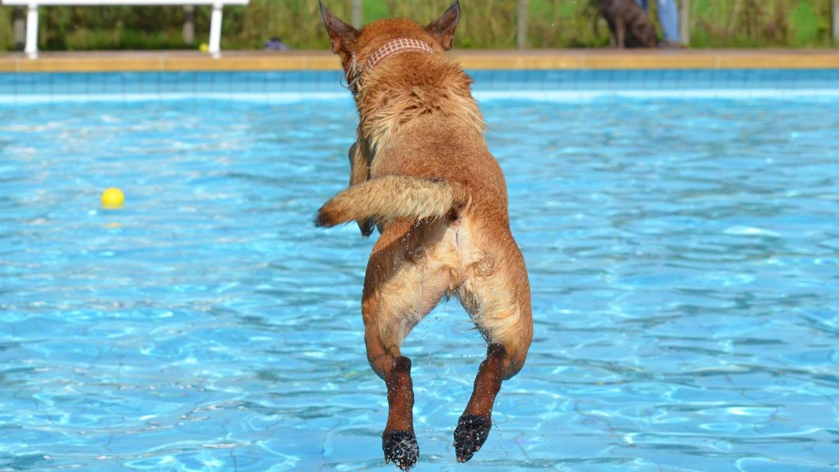 Un perro se lanza a una piscina.