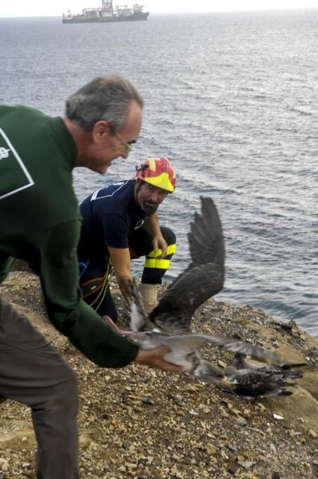 SUELTA DE POLLOS DE PARDELA