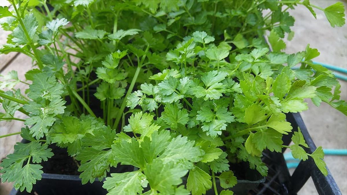 El cilantro es una planta aromática perfecta para tu jardín vertical o terraza