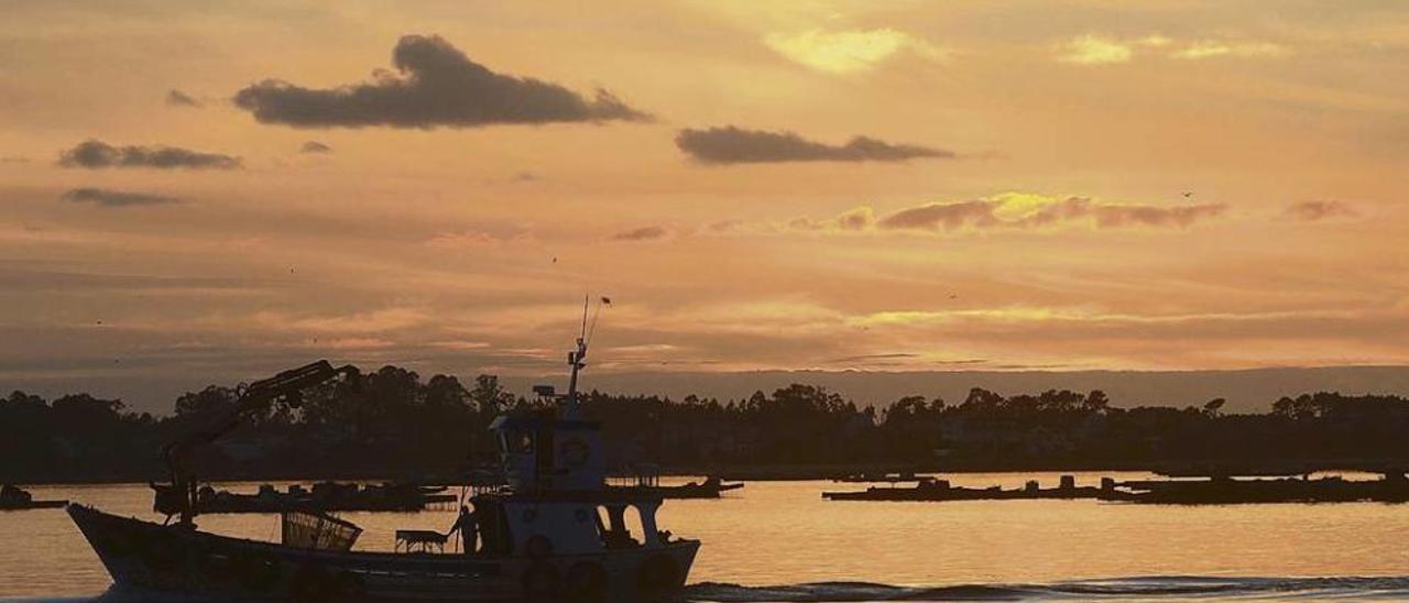 Un barco auxiliar de acuicultura a su regreso a puerto, en Vilanova de Arousa, tras una jornada de trabajo en las bateas. // Noé Parga