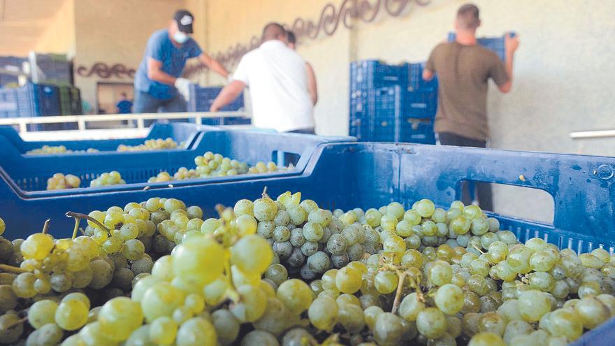 La escasez de vino en bodega incrementa el precio de la uva hasta 50 céntimos el kilo