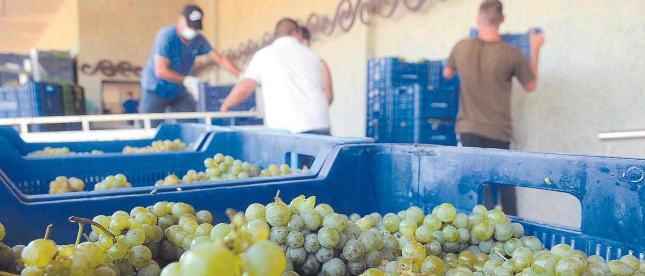 Uva introducida en bodega durante la vendimia del año pasado.