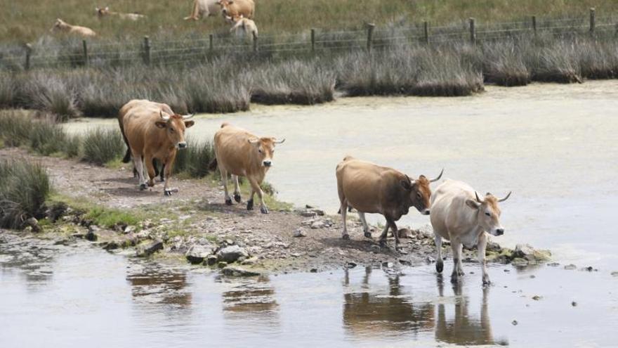 INUNDACIONES DIARIAS. Las vacas caminan por los porreos inundados en marea alta. 
