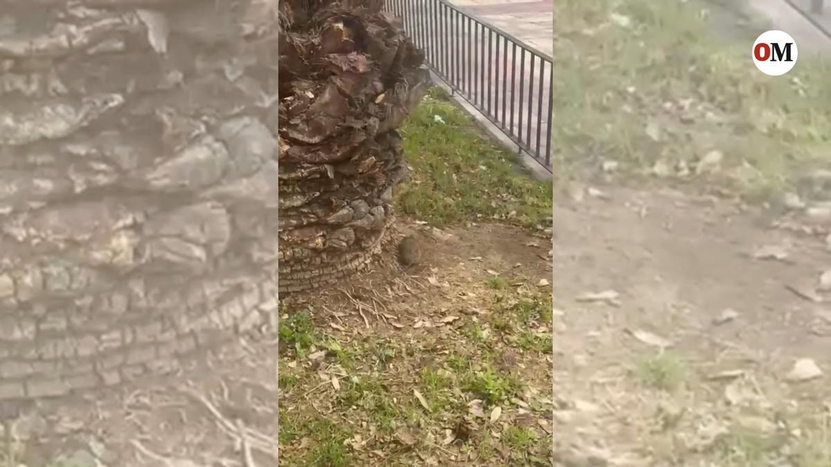 Rata avistada en el parque del paseo Marinero Luis de Torres, en Santiago y Zaraiche