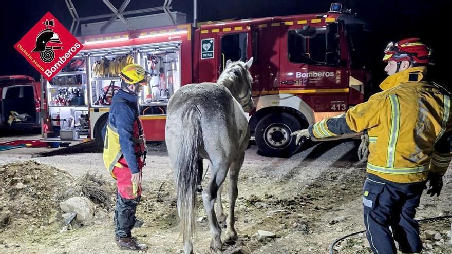 Rescate de un caballo en un pozo ciego en Pinoso