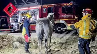 Un caballo cae a un pozo ciego en Pinoso y el rescate es de película