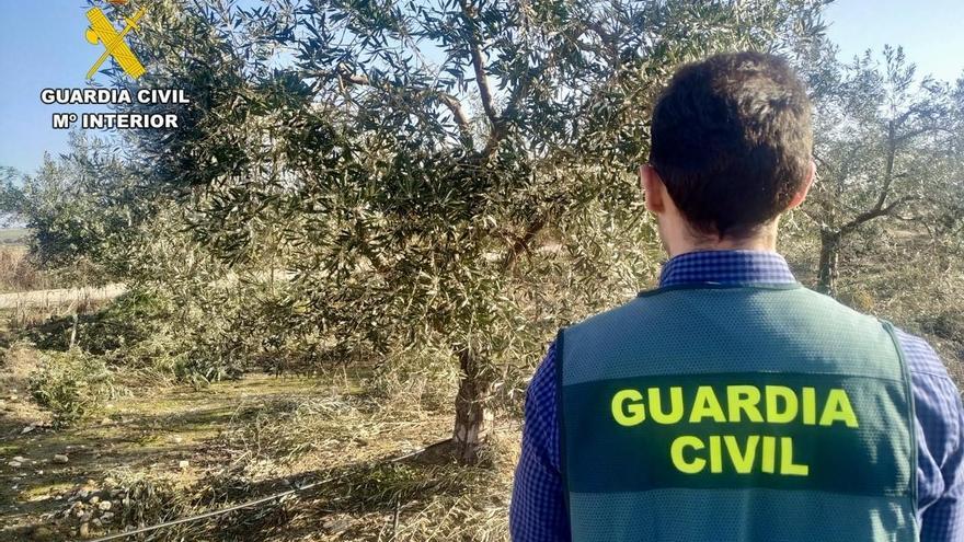 Cuatro detenidos por robos de aceitunas en varias localidades de Cáceres