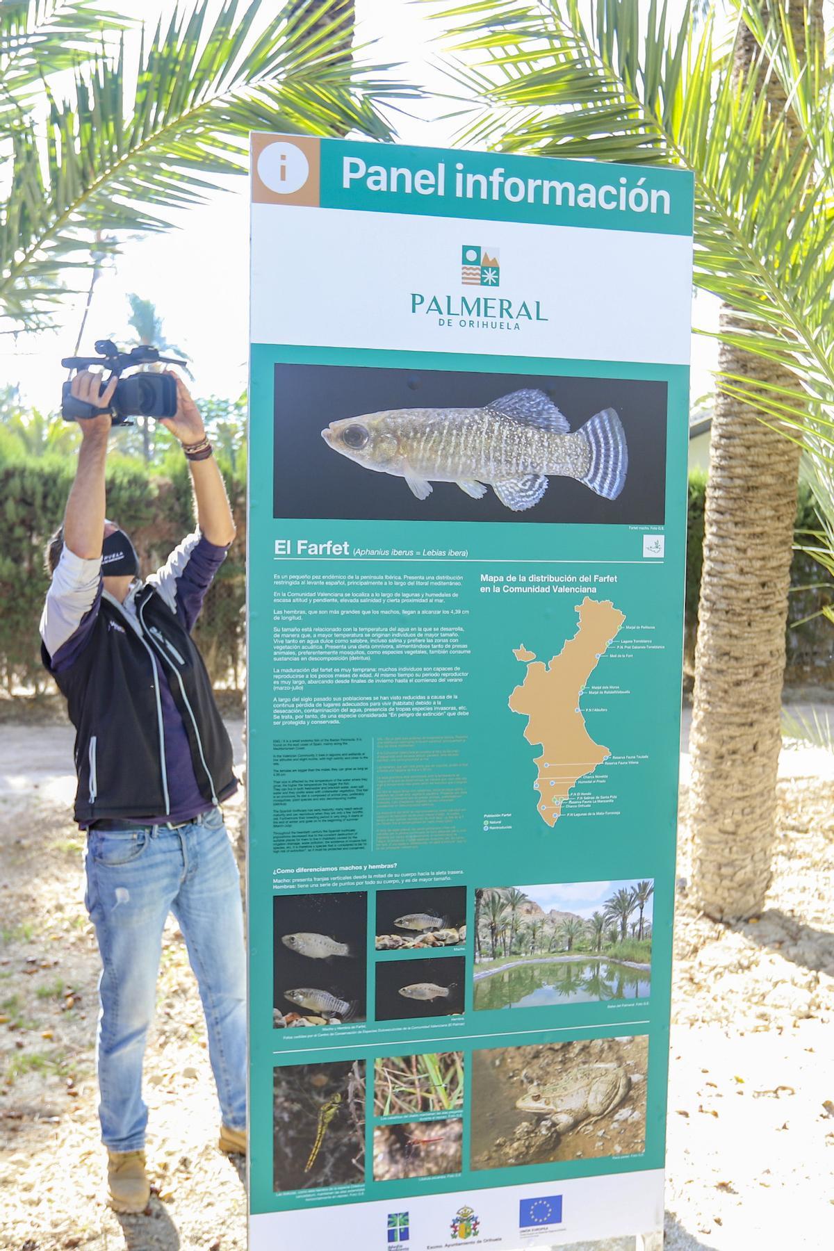 Panel de información sobre una especie de pez que habita en el Palmeral oriolano.