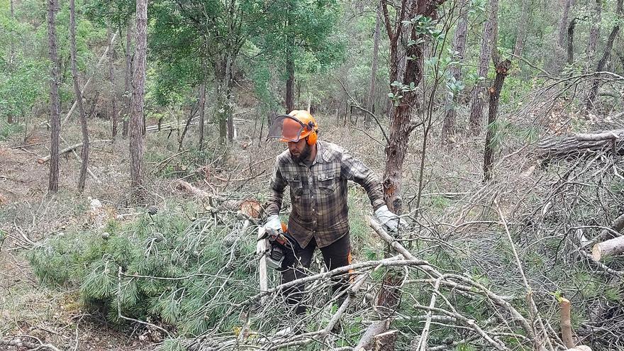 Bages i Berguedà reben el 70% dels ajuts per fer el bosc menys vulnerable als incendis