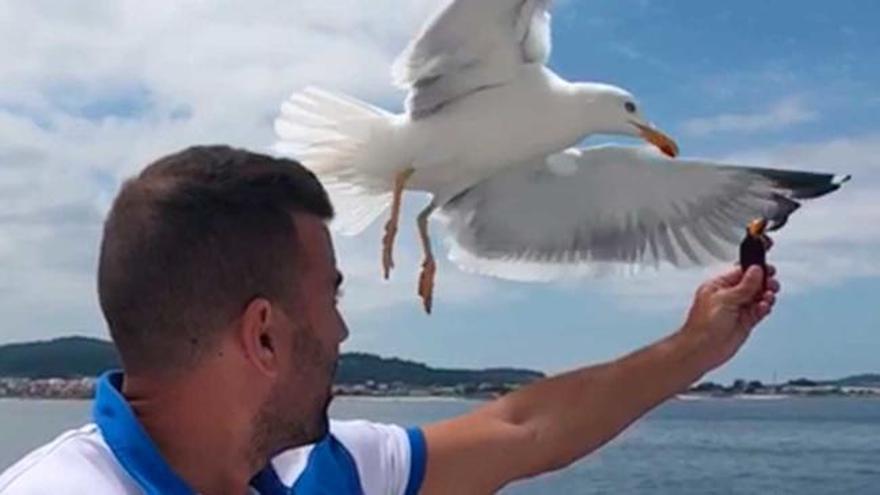 El "voraz ataque" de una gaviota, a cámara lenta