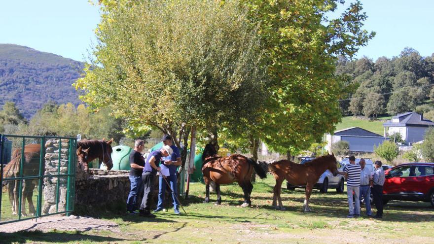 La EHE vacía la feria de Porto de Sanabria, que se celebra sin vacas