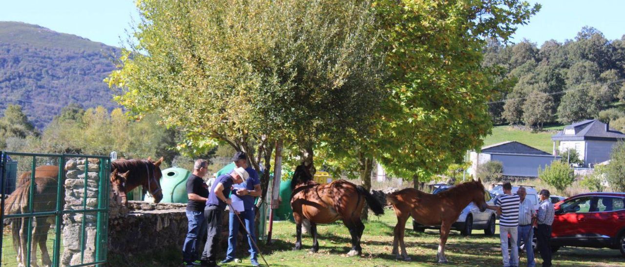 Cuatro ejemplares de ganado caballar, los únicos animales expuestos este mes en el ferial de Porto.