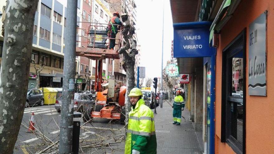 La poda de árboles restringe los aparcamientos en la avenida Tres Cruces de Zamora