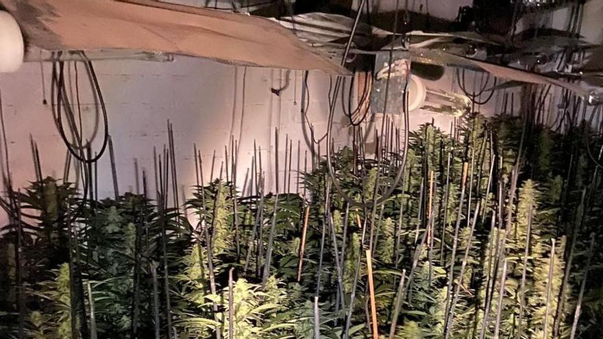 Els Mossos d&#039;Esquadra detenen un home i comissen 1.120 plantes de marihuana en un magatzem a Riumors.