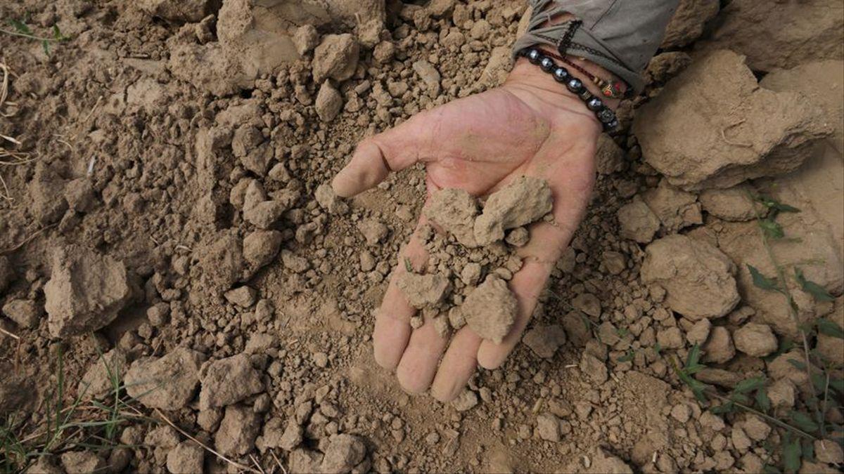 Un agricultor muestra su campo de maíz seco debido a la sequía en Casalbuttano, Cremona, Italia.