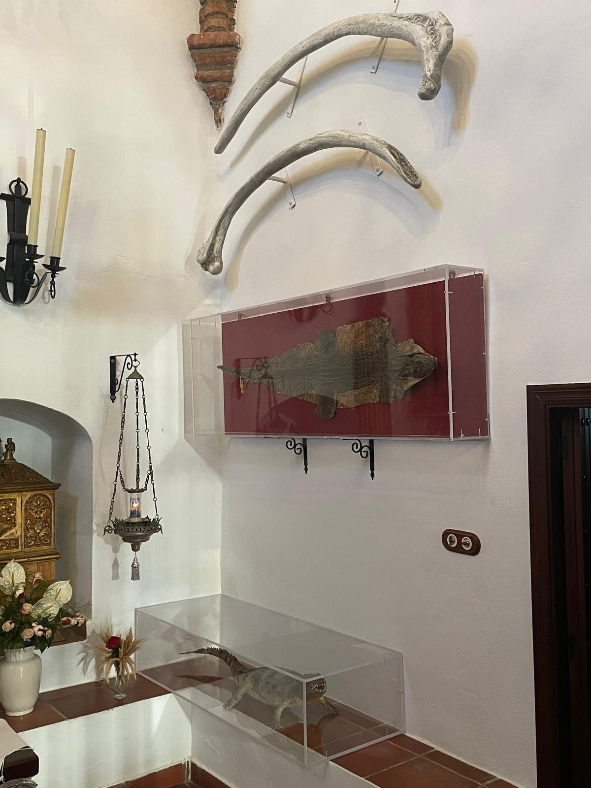 Reproducción de las dos costillas de ballena, una piel de caimán y el caimán disecado.