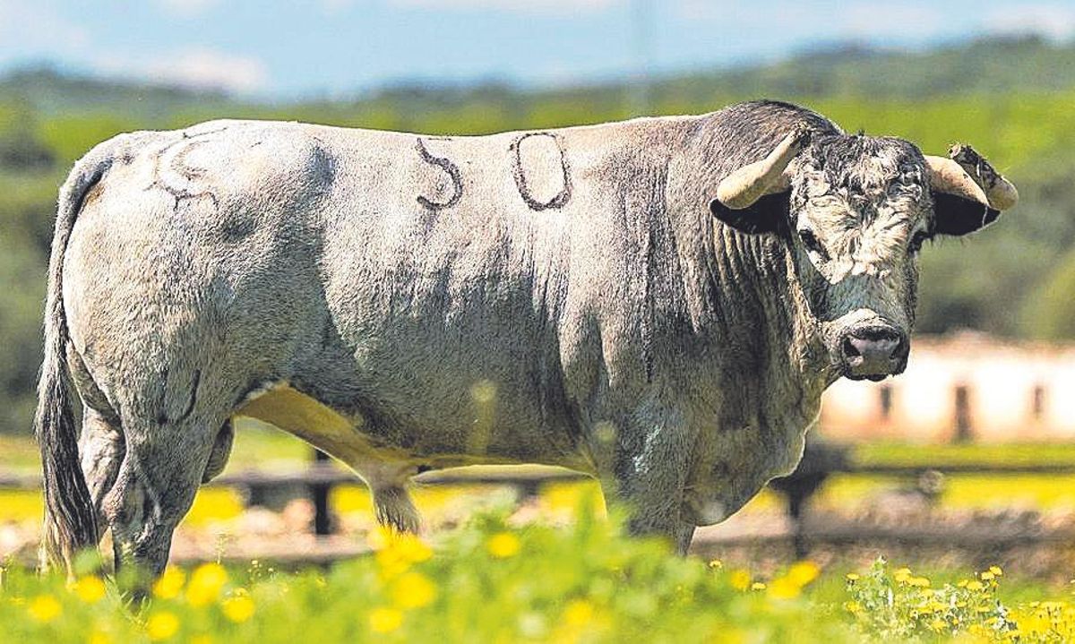 &quot;Pingón&quot;, uno de los toros de &quot;La Quinta&quot; que estará en el coso gijonés.